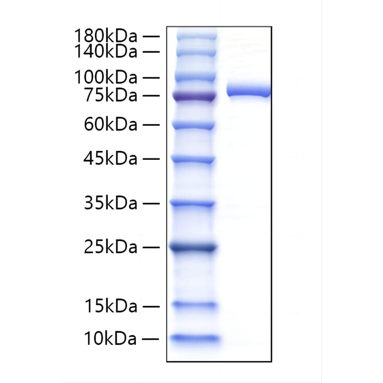 SDS-PAGE - Recombinant Human Lactoferrin Protein (C-terminal His Tag) (A330979) - Antibodies.com