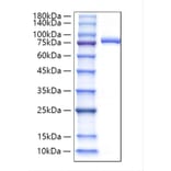 SDS-PAGE - Recombinant Human Lactoferrin Protein (C-terminal His Tag) (A330979) - Antibodies.com