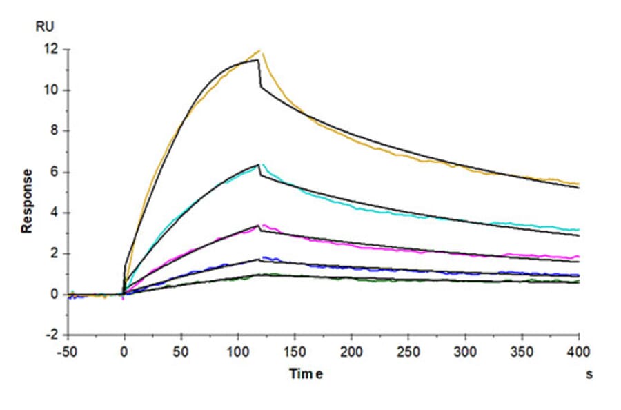 SPR Assay - Recombinant Human LAIR2 Protein (Biotin) (C-terminal His and Avi Tag) (A330985) - Antibodies.com