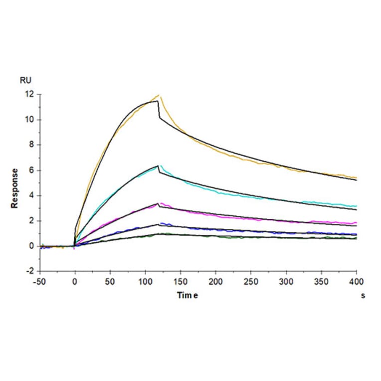 SPR Assay - Recombinant Human LAIR2 Protein (Biotin) (C-terminal His and Avi Tag) (A330985) - Antibodies.com