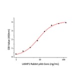 Standard Curve - Recombinant Human LAMP1 Protein (C-terminal His Tag) (A330986) - Antibodies.com