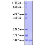 SDS-PAGE - Recombinant Human Leptin Protein (A330995) - Antibodies.com