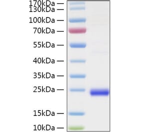 SDS-PAGE - Recombinant Human LIGHT Protein (N-terminal His Tag) (A331001) - Antibodies.com