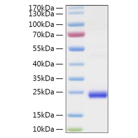 SDS-PAGE - Recombinant Human LIGHT Protein (N-terminal His Tag) (A331001) - Antibodies.com