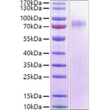 SDS-PAGE - Recombinant Human LILRA1 Protein (C-terminal His and Avi Tag) (A331002) - Antibodies.com