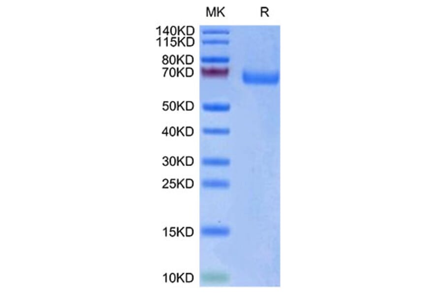 Tris-Bis PAGE - Recombinant Human LILRA3 Protein (Biotin) (C-terminal His and Avi Tag) (A331004) - Antibodies.com