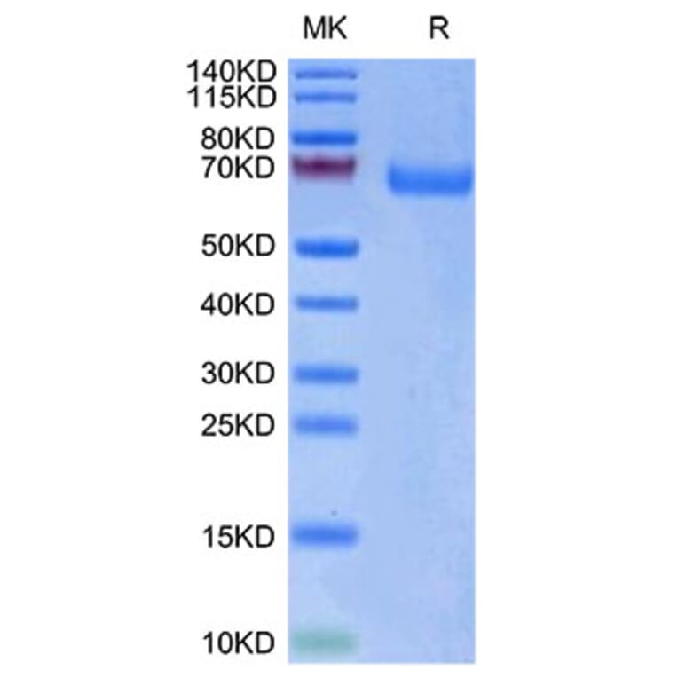 Tris-Bis PAGE - Recombinant Human LILRA3 Protein (Biotin) (C-terminal His and Avi Tag) (A331004) - Antibodies.com