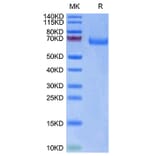 Tris-Bis PAGE - Recombinant Human LILRA3 Protein (Biotin) (C-terminal His and Avi Tag) (A331004) - Antibodies.com