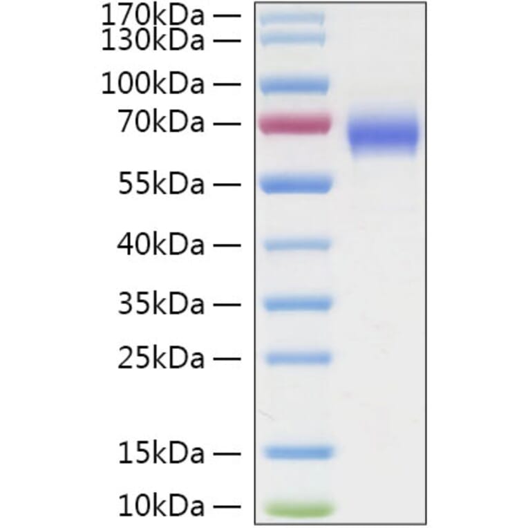 SDS-PAGE - Recombinant Human LILRA3 Protein (C-terminal His Tag) (A331005) - Antibodies.com