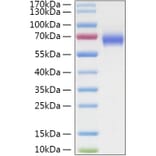 SDS-PAGE - Recombinant Human LILRA3 Protein (C-terminal His Tag) (A331005) - Antibodies.com