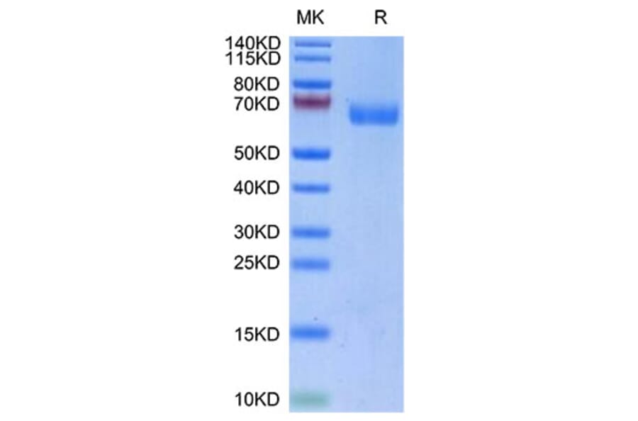 Tris-Bis PAGE - Recombinant Human LILRA4 Protein (Biotin) (C-terminal His and Avi Tag) (A331006) - Antibodies.com