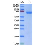 Tris-Bis PAGE - Recombinant Human LILRA4 Protein (Biotin) (C-terminal His and Avi Tag) (A331006) - Antibodies.com