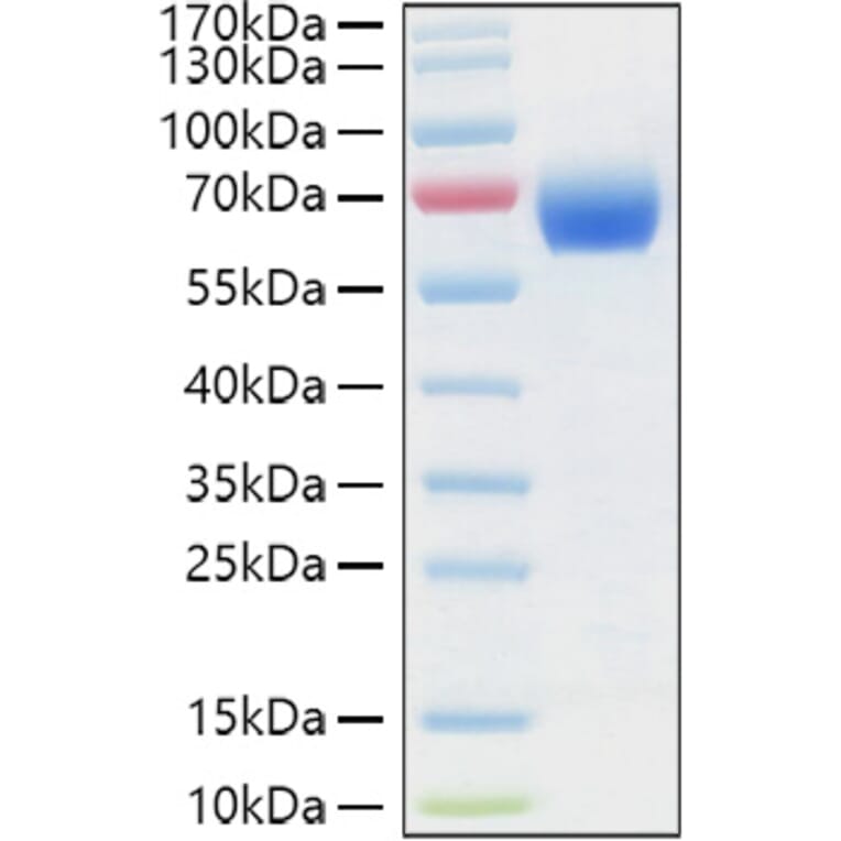 SDS-PAGE - Recombinant Human LILRB3 Protein (C-terminal His and Avi Tag) (A331010) - Antibodies.com