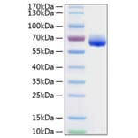 SDS-PAGE - Recombinant Human LILRB4 Protein (C-terminal Human Fc and His Tag) (A331012) - Antibodies.com