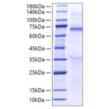 SDS-PAGE - Recombinant Human LILRB5 Protein (C-terminal His Tag) (A331014) - Antibodies.com