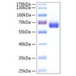 SDS-PAGE - Recombinant Human LTA4H Protein (C-terminal His Tag) (A331025) - Antibodies.com