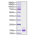 SDS-PAGE - Recombinant Human MCP1 Protein (A331037) - Antibodies.com