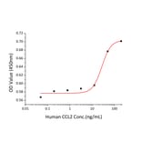 Chemoattraction assay - Recombinant Human MCP1 Protein (A331037) - Antibodies.com