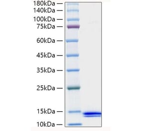 SDS-PAGE - Recombinant Human MCP-2 Protein (A331040) - Antibodies.com