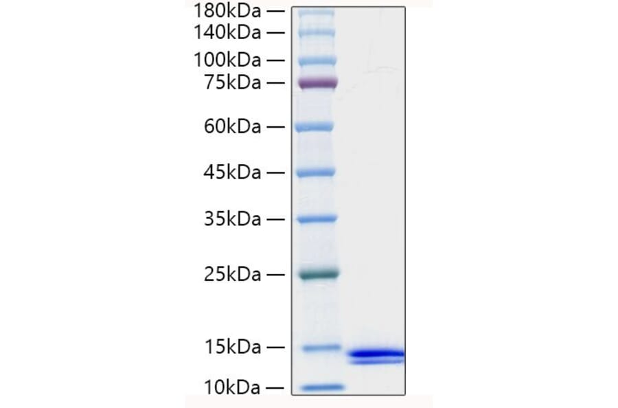 SDS-PAGE - Recombinant Human MCP-2 Protein (A331040) - Antibodies.com