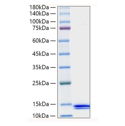 SDS-PAGE - Recombinant Human MCP-2 Protein (A331040) - Antibodies.com