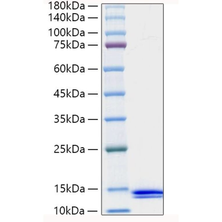 SDS-PAGE - Recombinant Human MCP-2 Protein (A331040) - Antibodies.com