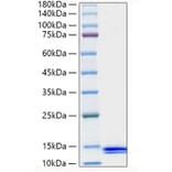 SDS-PAGE - Recombinant Human MCP-2 Protein (A331040) - Antibodies.com