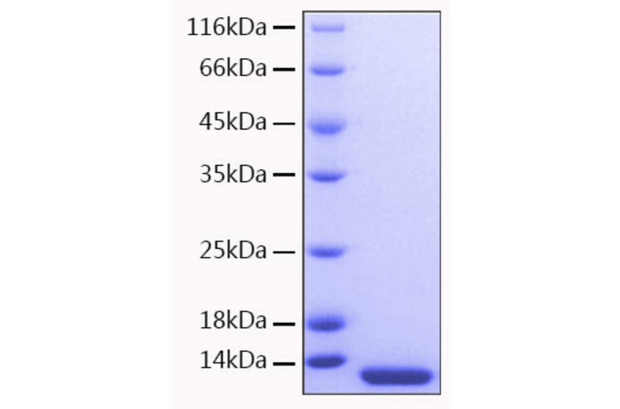 SDS-PAGE - Recombinant Human MCP3 Protein (A331041) - Antibodies.com