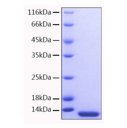 SDS-PAGE - Recombinant Human MCP3 Protein (A331041) - Antibodies.com