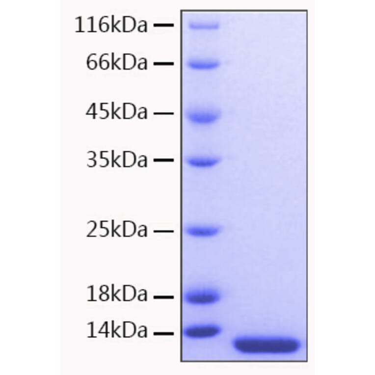 SDS-PAGE - Recombinant Human MCP3 Protein (A331041) - Antibodies.com