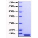 SDS-PAGE - Recombinant Human MCP3 Protein (A331041) - Antibodies.com