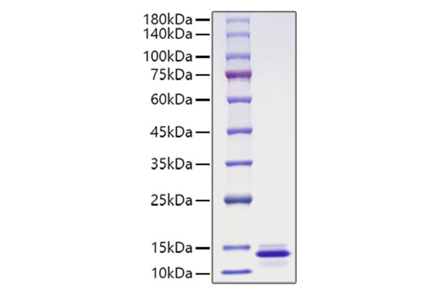 SDS-PAGE - Recombinant Human MCP-4 Protein (A331042) - Antibodies.com