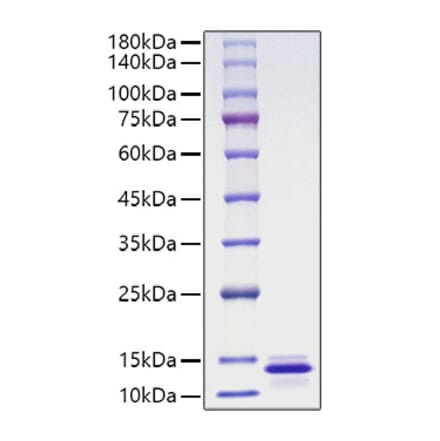 SDS-PAGE - Recombinant Human MCP-4 Protein (A331042) - Antibodies.com