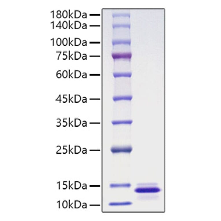 SDS-PAGE - Recombinant Human MCP-4 Protein (A331042) - Antibodies.com