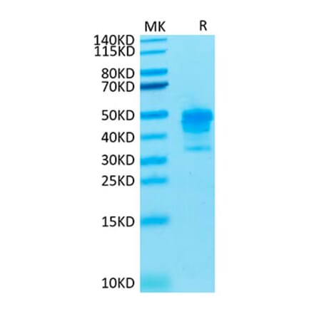 Tris-Bis PAGE - Recombinant Cynomolgus macaque Mesothelin Protein (C-terminal His Tag) (A331046) - Antibodies.com