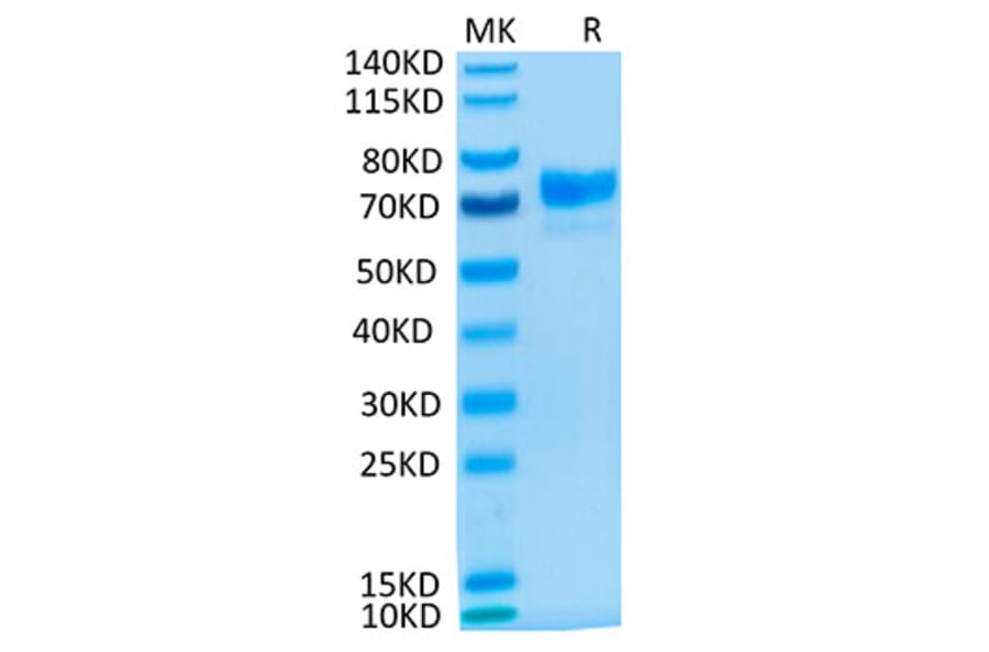 Tris-Bis PAGE - Recombinant Cynomolgus macaque Mesothelin Protein (C-terminal Human Fc Tag) (A331047) - Antibodies.com