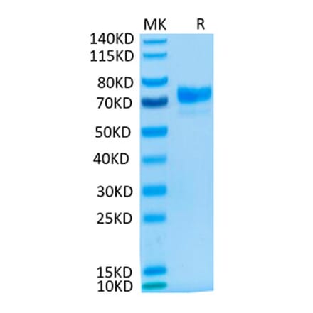 Tris-Bis PAGE - Recombinant Cynomolgus macaque Mesothelin Protein (C-terminal Human Fc Tag) (A331047) - Antibodies.com