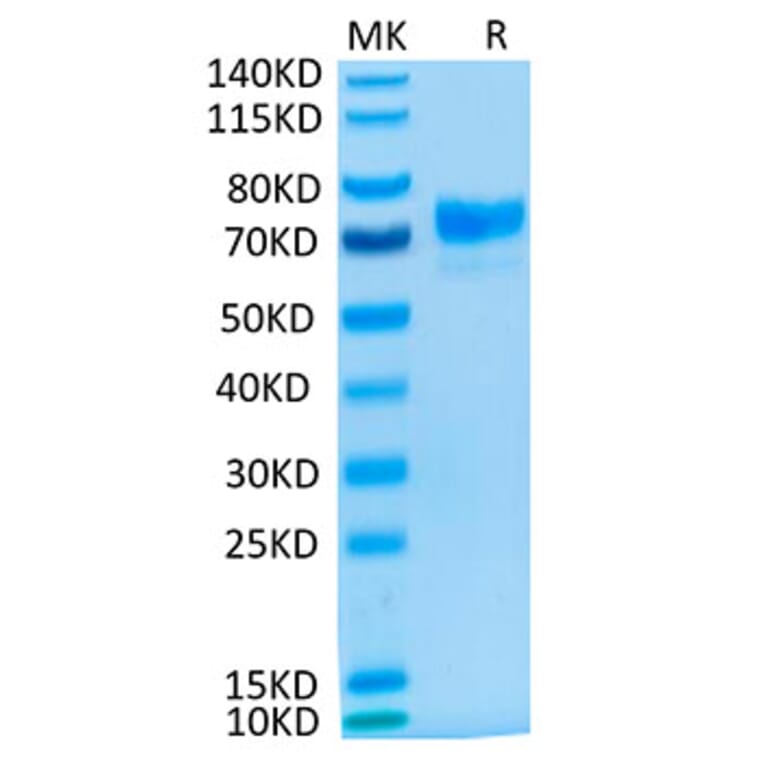 Tris-Bis PAGE - Recombinant Cynomolgus macaque Mesothelin Protein (C-terminal Human Fc Tag) (A331047) - Antibodies.com