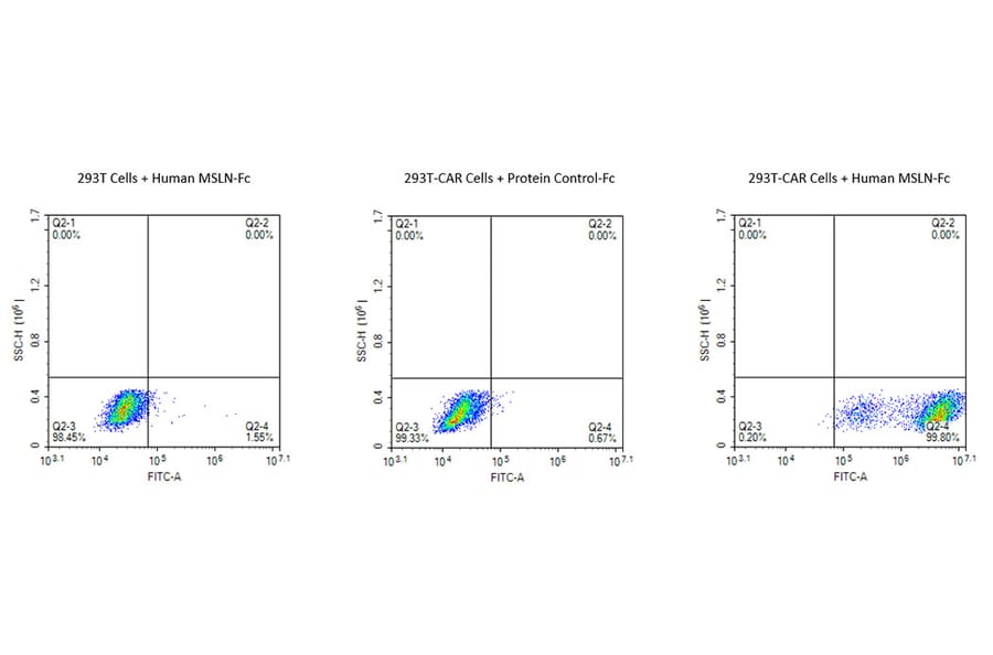 Flow Cytometry - Recombinant Human Mesothelin Protein (Biotin) (C-terminal Human Fc and Avi Tag) (A331050) - Antibodies.com