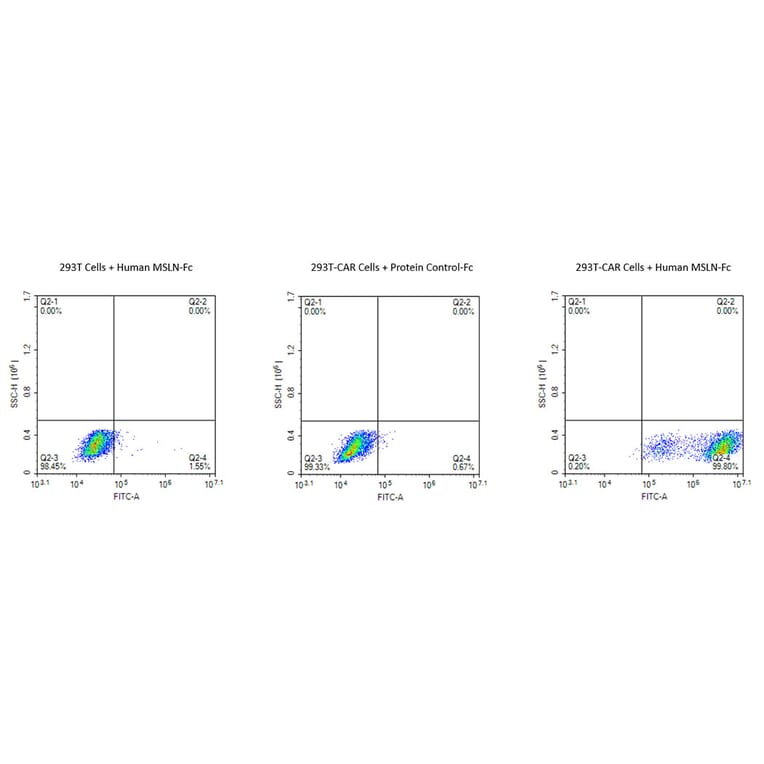 Flow Cytometry - Recombinant Human Mesothelin Protein (Biotin) (C-terminal Human Fc and Avi Tag) (A331050) - Antibodies.com