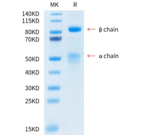 Tris-Bis PAGE - Recombinant Human Met (c-Met) Protein (C-terminal His and Avi Tag) (A331056) - Antibodies.com