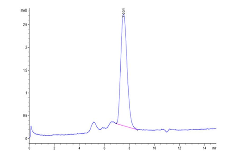 SEC-HPLC - Recombinant Human MICB Protein (Biotin) (C-terminal His and Avi Tag) (A331060) - Antibodies.com