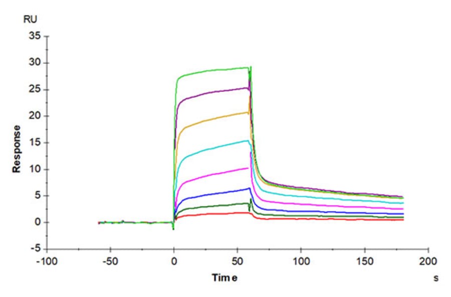 SPR Assay - Recombinant Human MICB Protein (Biotin) (C-terminal His and Avi Tag) (A331060) - Antibodies.com