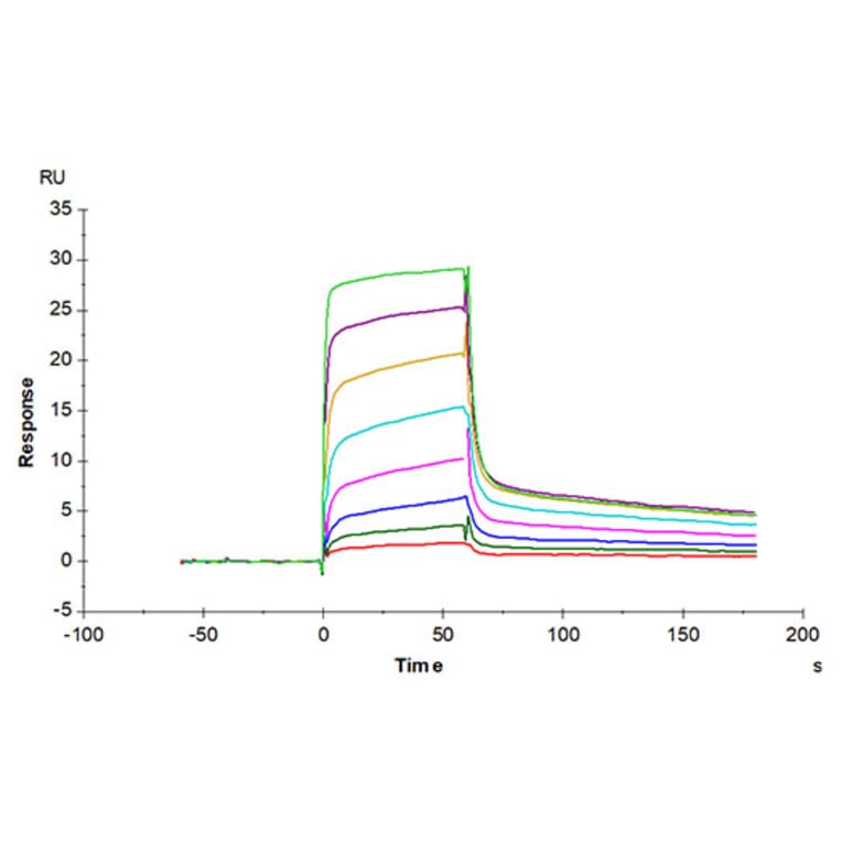 SPR Assay - Recombinant Human MICB Protein (Biotin) (C-terminal His and Avi Tag) (A331060) - Antibodies.com