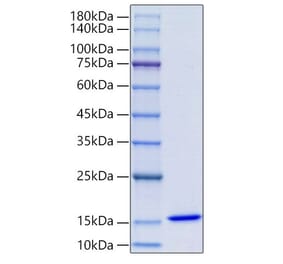 SDS-PAGE - Recombinant Human MIF Protein (N-terminal His Tag) (A331062) - Antibodies.com