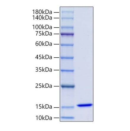 SDS-PAGE - Recombinant Human MIF Protein (N-terminal His Tag) (A331062) - Antibodies.com
