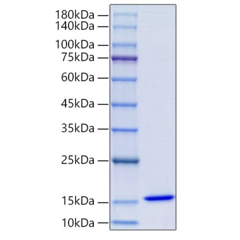 SDS-PAGE - Recombinant Human MIF Protein (N-terminal His Tag) (A331062) - Antibodies.com