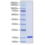 SDS-PAGE - Recombinant Human MIF Protein (N-terminal His Tag) (A331062) - Antibodies.com