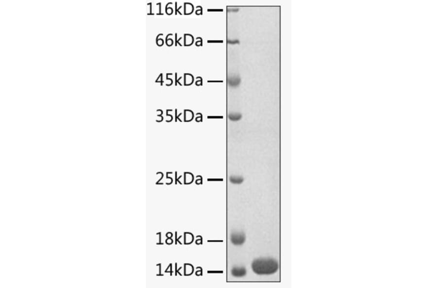 SDS-PAGE - Recombinant Human MitoNEET Protein (N-terminal His Tag) (A331065) - Antibodies.com