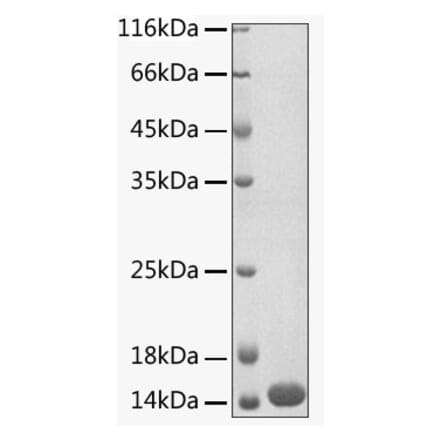 SDS-PAGE - Recombinant Human MitoNEET Protein (N-terminal His Tag) (A331065) - Antibodies.com